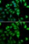 RNA polymerase II RBP8 antibody, GTX65882, GeneTex, Immunofluorescence image 