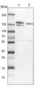 Sca2 antibody, PA5-54336, Invitrogen Antibodies, Western Blot image 