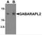 Gamma-aminobutyric acid receptor-associated protein-like 2 antibody, NBP2-82090, Novus Biologicals, Western Blot image 