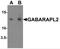 GABA Type A Receptor Associated Protein Like 2 antibody, NBP2-82090, Novus Biologicals, Western Blot image 