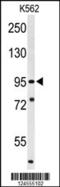 Suv3 Like RNA Helicase antibody, 64-106, ProSci, Western Blot image 