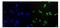 Heparin Binding Growth Factor antibody, A01057, Boster Biological Technology, Immunofluorescence image 