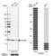 Mitochondrial import receptor subunit TOM20 homolog antibody, NBP1-81556, Novus Biologicals, Western Blot image 