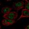TATA-Box Binding Protein Associated Factor 8 antibody, NBP2-38189, Novus Biologicals, Immunocytochemistry image 