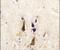 Beta-Secretase 1 antibody, PA5-14879, Invitrogen Antibodies, Immunohistochemistry frozen image 