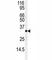 JunD Proto-Oncogene, AP-1 Transcription Factor Subunit antibody, F40151-0.4ML, NSJ Bioreagents, Western Blot image 