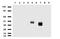 Protein C Receptor antibody, UM800092, Origene, Western Blot image 