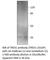 Three Prime Repair Exonuclease 1 antibody, TREX1-101AP, FabGennix, Western Blot image 