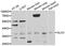 Distal-Less Homeobox 3 antibody, LS-C348986, Lifespan Biosciences, Western Blot image 