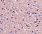 Stathmin 1 antibody, 4237, ProSci Inc, Immunohistochemistry frozen image 