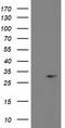 Phosphoglycerate Mutase 2 antibody, LS-C786332, Lifespan Biosciences, Western Blot image 