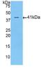 Activin A Receptor Type 2A antibody, LS-C292629, Lifespan Biosciences, Western Blot image 