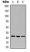 Layilin antibody, abx133766, Abbexa, Western Blot image 