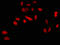 Kruppel Like Factor 1 antibody, LS-C395160, Lifespan Biosciences, Immunofluorescence image 