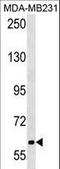 Transient Receptor Potential Cation Channel Subfamily C Member 4 Associated Protein antibody, LS-C157285, Lifespan Biosciences, Western Blot image 