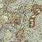 Thyroid Hormone Receptor Alpha antibody, orb333849, Biorbyt, Immunohistochemistry paraffin image 