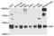 Acylglycerol Kinase antibody, A9976, ABclonal Technology, Western Blot image 