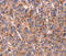 PVR Cell Adhesion Molecule antibody, MBS2528059, MyBioSource, Immunohistochemistry paraffin image 
