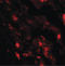 Interleukin 36 Beta antibody, LS-B10136, Lifespan Biosciences, Immunofluorescence image 
