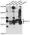 EGF Like Domain Multiple 7 antibody, A9376, ABclonal Technology, Western Blot image 