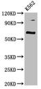 CLPTM1 Like antibody, LS-C672824, Lifespan Biosciences, Western Blot image 