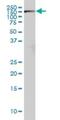 RPTOR Independent Companion Of MTOR Complex 2 antibody, H00253260-M01, Novus Biologicals, Western Blot image 