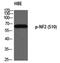 Neurofibromin 2 antibody, PA5-40266, Invitrogen Antibodies, Western Blot image 