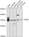 Paired Like Homeodomain 3 antibody, 13-727, ProSci, Western Blot image 