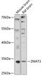 Zinc Finger Matrin-Type 3 antibody, 19-499, ProSci, Western Blot image 