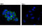 Ras-related protein Rab-25 antibody, 13048S, Cell Signaling Technology, Immunocytochemistry image 