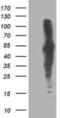 Dihydrolipoamide Dehydrogenase antibody, NBP2-01109, Novus Biologicals, Western Blot image 