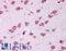 Artemin antibody, LS-B234, Lifespan Biosciences, Immunohistochemistry frozen image 