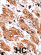 BCL2 Interacting Killer antibody, abx031835, Abbexa, Western Blot image 