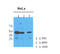 N-Acetylneuraminate Synthase antibody, AM09398PU-N, Origene, Western Blot image 