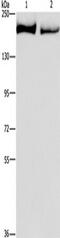 Kinase D Interacting Substrate 220 antibody, TA351326, Origene, Western Blot image 