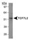 Transcription Factor 7 Like 2 antibody, PA5-22989, Invitrogen Antibodies, Western Blot image 