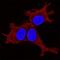 Class B basic helix-loop-helix protein 42 antibody, AF3600, R&D Systems, Immunofluorescence image 