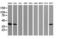 Tubulin Folding Cofactor C antibody, LS-C337735, Lifespan Biosciences, Western Blot image 