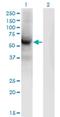 Centrosomal Protein 55 antibody, H00055165-M06, Novus Biologicals, Western Blot image 