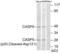 Caspase 5 antibody, abx015559, Abbexa, Western Blot image 