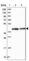 RNA Binding Motif Protein 4 antibody, NBP2-46671, Novus Biologicals, Western Blot image 