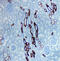 Uromodulin antibody, AF5144, R&D Systems, Immunohistochemistry paraffin image 