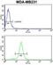 Serpin Family A Member 3 antibody, abx033319, Abbexa, Western Blot image 
