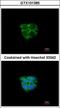 Adenosine Kinase antibody, GTX101385, GeneTex, Immunofluorescence image 