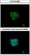 ADK antibody, GTX101385, GeneTex, Immunofluorescence image 