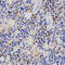 Proteasome 26S Subunit, Non-ATPase 3 antibody, 18-814, ProSci, Immunohistochemistry frozen image 