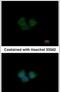 Kelch Like Family Member 25 antibody, PA5-31115, Invitrogen Antibodies, Immunofluorescence image 