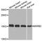 Methionine Sulfoxide Reductase B2 antibody, A8364, ABclonal Technology, Western Blot image 