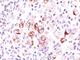 BCL2 Like 1 antibody, NBP2-44415, Novus Biologicals, Immunohistochemistry frozen image 