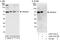 Atlastin GTPase 2 antibody, A303-332A, Bethyl Labs, Western Blot image 